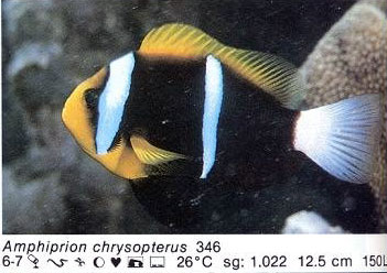 Amphiprion chrysopterus